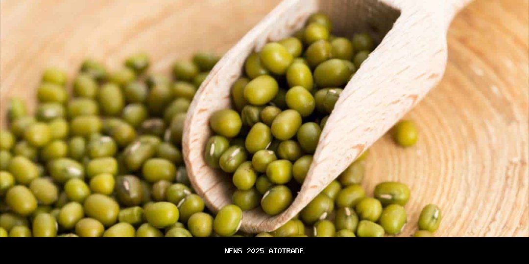 Panen Kacang Hijau Hitam di Malaka: Terobosan Agro Teknologi untuk Gizi dan Ekonomi