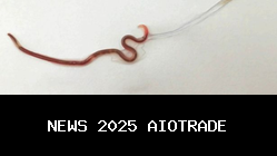 Ini Cara Cacing Gelang Berkembang Biak di Tubuh Manusia, Ternyata Telur Tidak Menetas di Sama