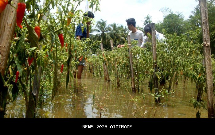 Petani Cilacap Gembira, Harga Cabai Melonjak 300 Persen Saat Panen