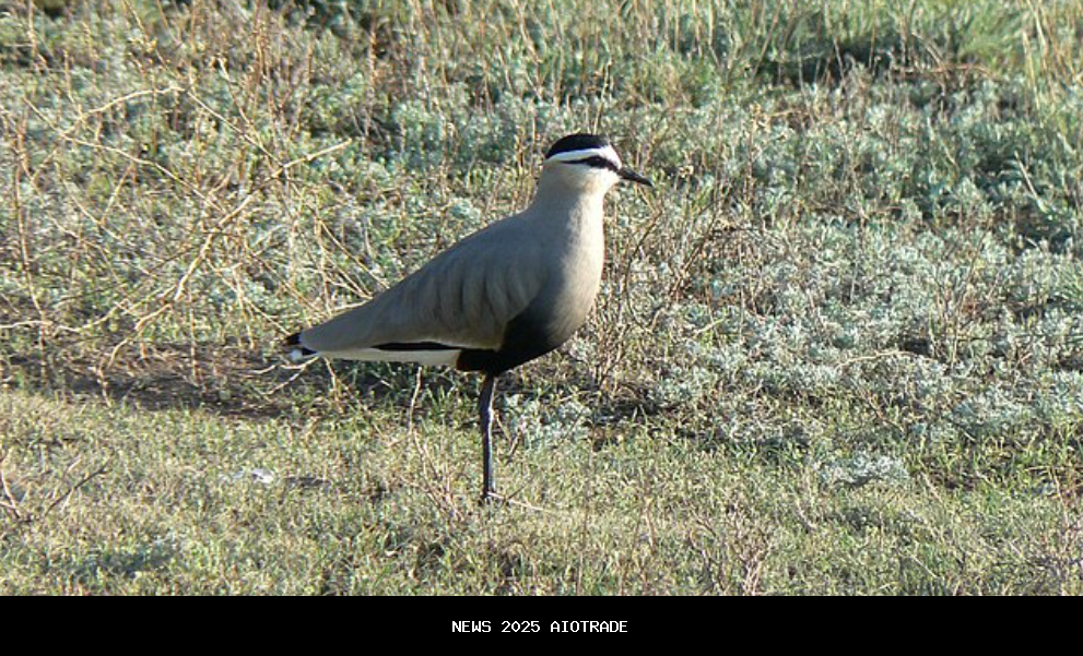 5 Fakta Menarik Sociable Lapwing, Burung Unik Eropa dengan Populasi Terancam