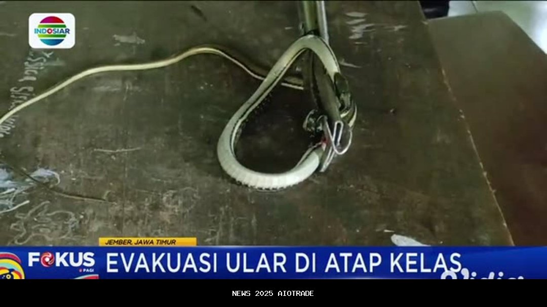 Detik-Detik Mencekam Evakuasi Ular Hijau di Plafon Toilet Rumah Warga Pangandaran