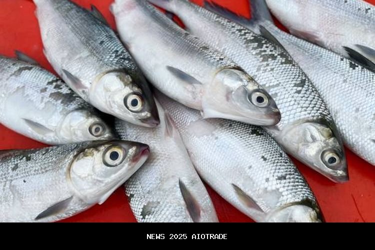 Ciri Bandeng Presto Lezat dan Berkualitas