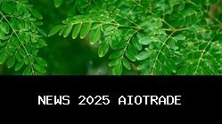Jangan Sepelekan Daun Kelor! Ini Alasan Mengapa Harus Dikonsumsi Rutin