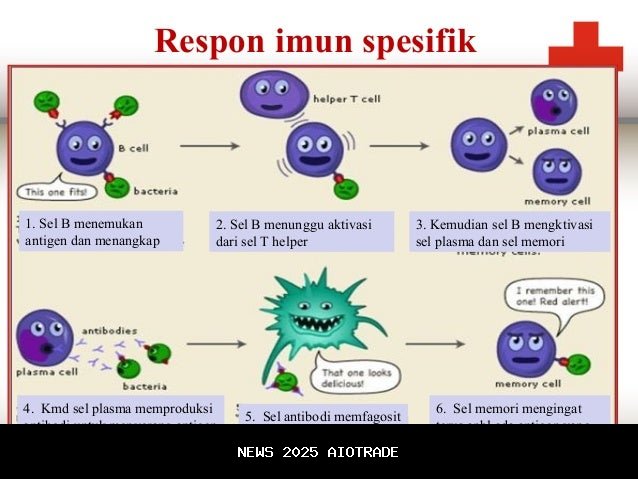 Sistem Imun: Pelindung Kesehatan yang Terkuat dalam Perang Melawan Penyakit Harian