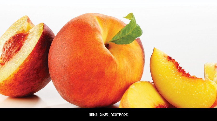 Persik Kediri Vs PSM Makassar: Macan Putih Kembali ke Kandang Setelah 6 Pekan, Persikmania Hadir