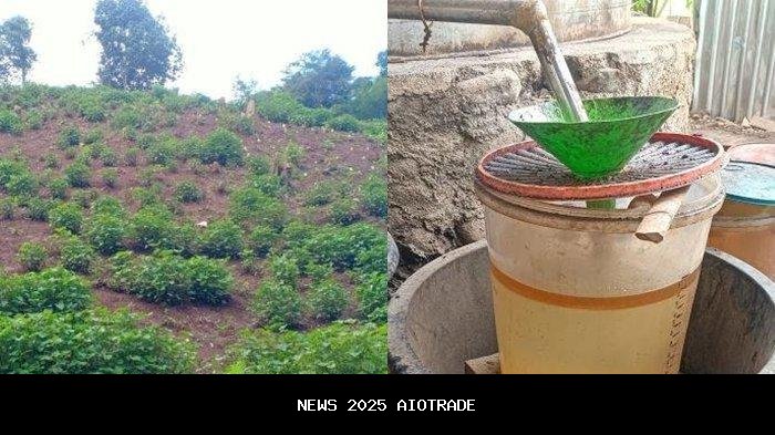 Harga Nilam di Sulawesi Hari Ini, Kapan Lagi Melebihi 2 Juta?