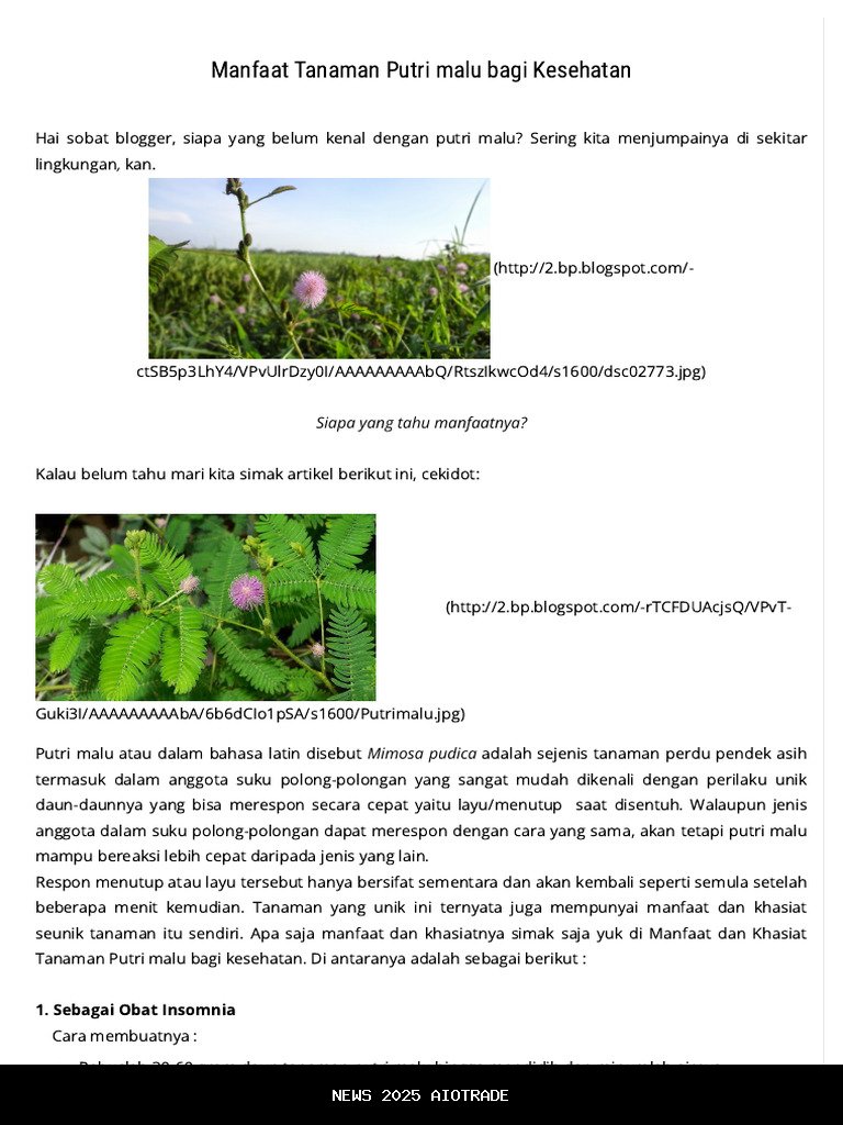 Kenali Putri Malu, Tanaman Unik dengan Manfaat Luar Biasa