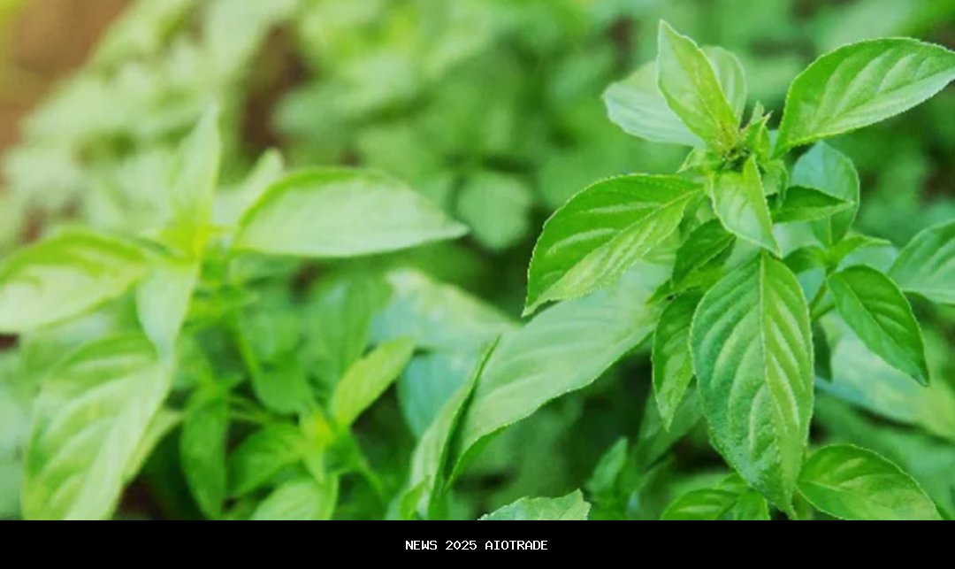 Daun Kemangi: Penghibur Jiwa dan Pembunuh Bakteri!