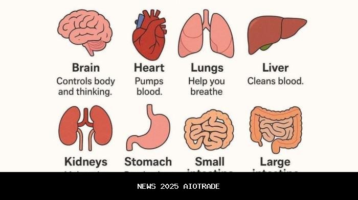 100 Kata Kunci Bahasa Inggris tentang Kesehatan dan Tubuh Manusia