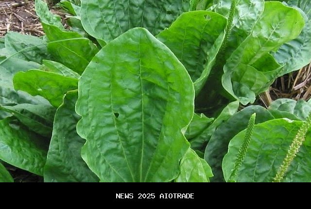 Khasiat Daun Sendok untuk Kesehatan Tulang