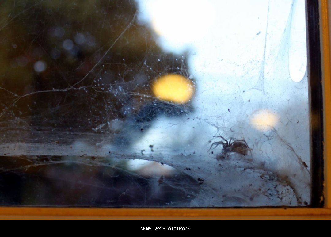 5 Trik Alami Usir Laba-laba di Rumah