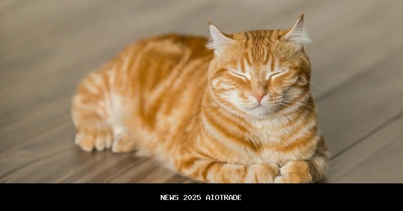 5 Tanda Kucing Terinfeksi Cacing, Perut Membuncit