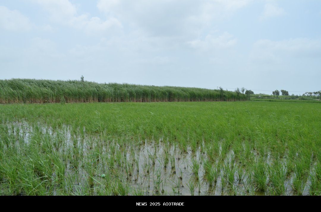 Lahan 0,5 Hektare Terbakar, Tim Gabungan Lanjutkan Pendinginan Karhutla di TNTN Pelalawan