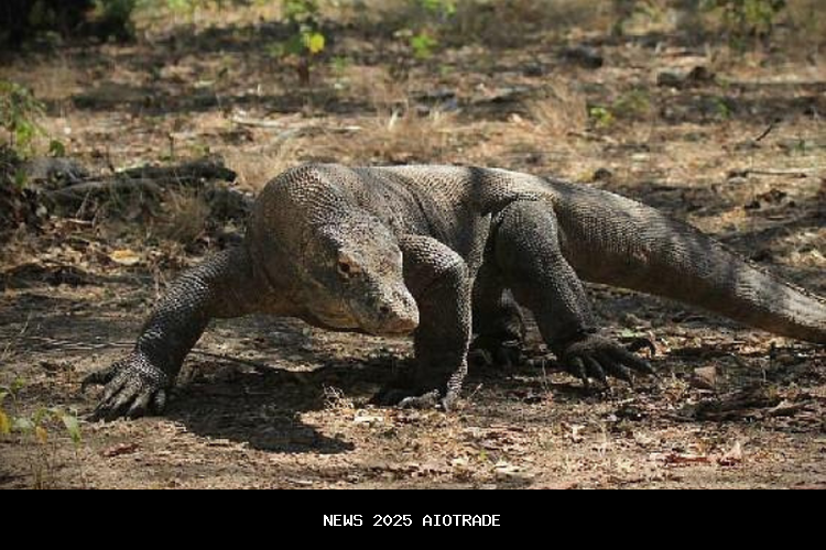 Panduan Wisata Pulau Komodo: Aktivitas Seru dan Tips Aman Menghadapi Reptil Purba