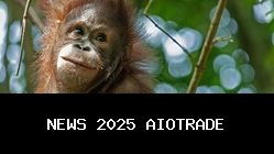 19 Agustus 2025: 4 Peristiwa Spesial, Termasuk Hari Orangutan Internasional