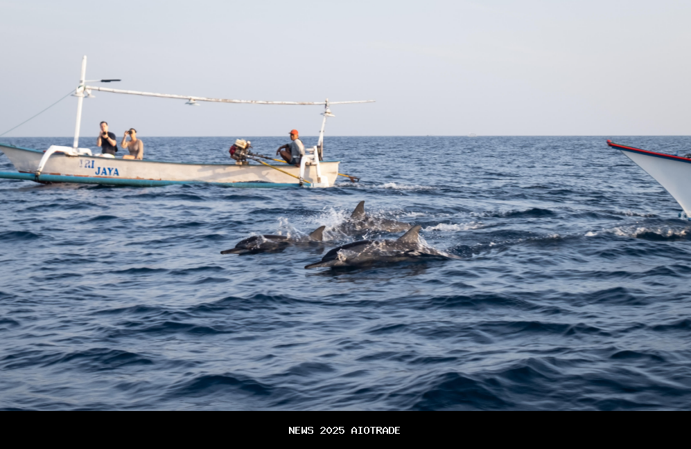 Atraksi Lumba-Lumba di Pantai Lovina, Liburan Menarik di Bali Utara